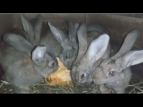 Видео: Знову дощить. Хазяйнуємо вдома. Вечір без світла