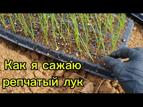 Видео: Как мы в Корее сажаем репчатый лук #жизньвюжнойкорее #жизньвдеревне