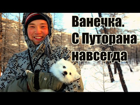 Видео: Ванечка. С Путорана навсегда. / Сибирь.