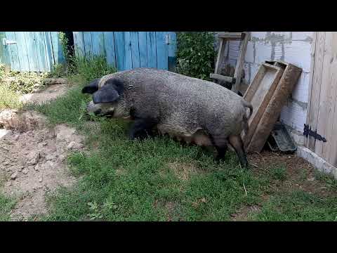 Видео: СВИНОМАТКА МАНГАЛ  ЛУЧШЕ ВСЕХ.