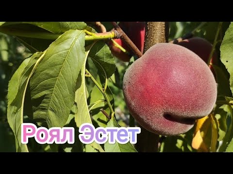 Видео: Персик Роял Эстет/Peach Royal Estate