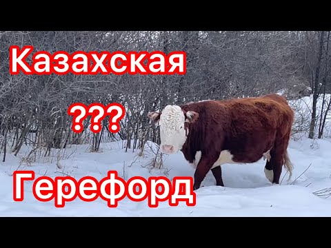 Видео: КАК ОТЛИЧИТЬ ГЕРЕФОРДА ОТ КАЗАХА????