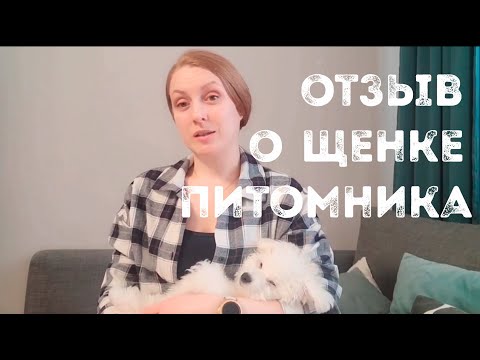 Видео: Отзыв на щенка бишон фризе, питомника Агнелль де неж, из Москвы.