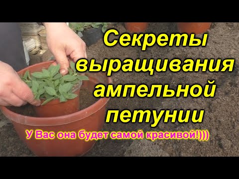 Видео: Ампельная петуния - Вы ещё ТАК не сделали с ней?! Поторопитесь - время не ждёт!