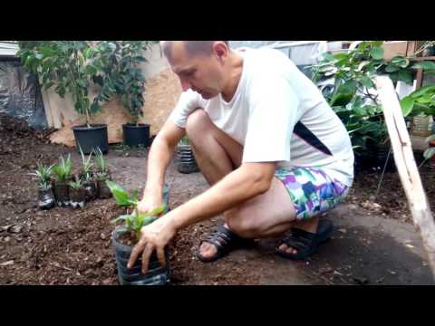 Видео: Отсадка #банана. Несколько рекомендаций новичкам.