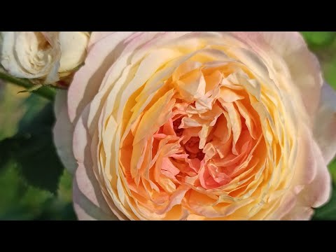 Видео: Насыщенное цветение нескольких сортов. Саженцы из "Розомании" весенней посадки.