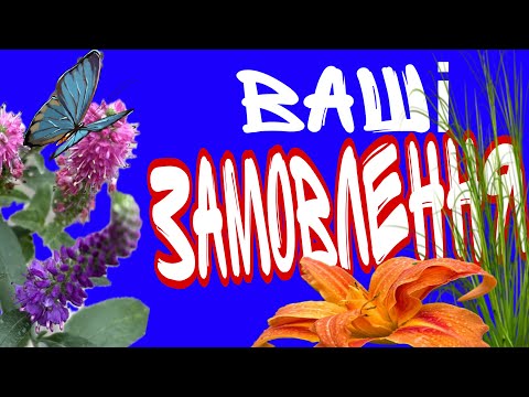 Видео: #вашізамовлення #садовірослини  Що купують? #2025 