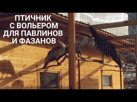 Видео: Птичник для павлинов и фазанов с вольером.