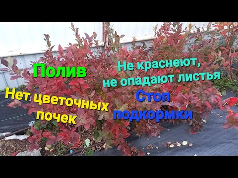 Видео: Полив. Нет почек. Не краснет лист, чернеют кончики и др.