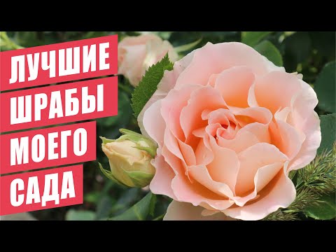 Видео: ЛУЧШИЕ ШРАБЫ МОЕГО САДА!