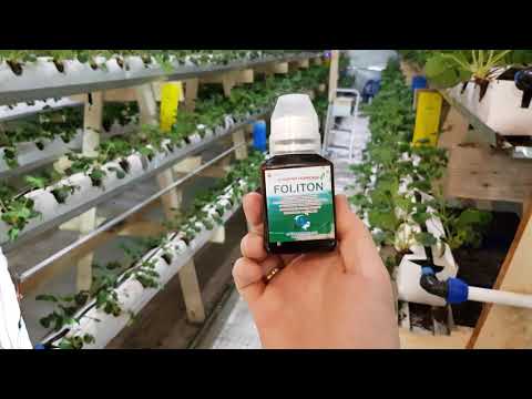 Видео: // КЛУБНИКА ПРОШЁЛ МЕСЯЦ // КОРМЛЮ ШМЕЛЕЙ