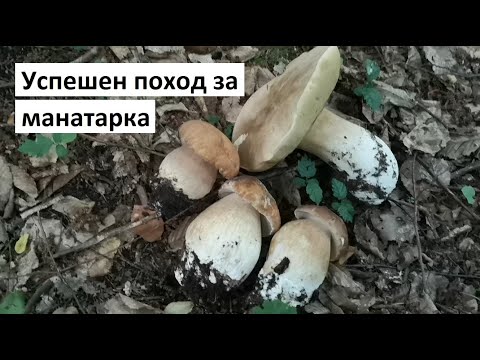 Видео: Успешен поход за манатарка