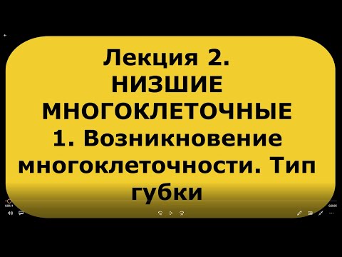 Видео: Зоология беспозвоночных. Лекция 2. ч. 1. Возникновение многоклеточности. Низшие животные
