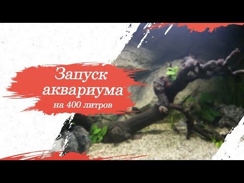 Видео: Запуск аквариума на 400 литров