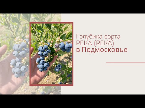 Видео: Обзор голубики сорта Река  Подмосковье    HD 1080p