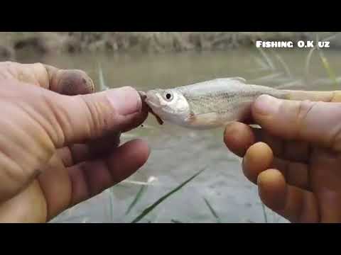 Видео: Бугун балиқ овида дам олдик. Куриб сиз хам дам олинг. #баликови #рыбалка #fishing #fishing 