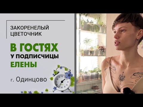 Видео: В гостях у Елены, г. Одинцово | Большая коллекция комнатных растений