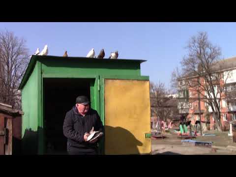 Видео: Город Курахово,голуби Евгения Лазарева