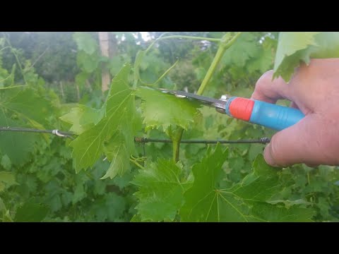 Видео: Резитба скъсяване на филизи в лозе. Филизене.