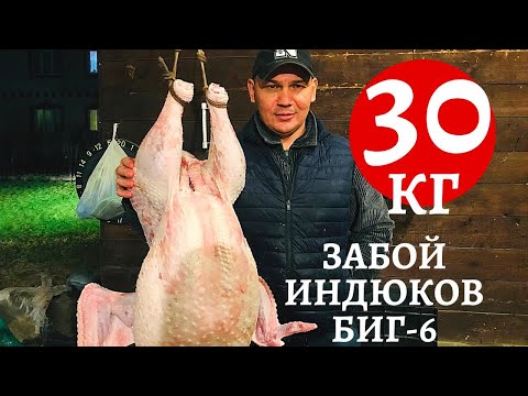 Видео: Забой 30 КГ-х индюков БИГ6