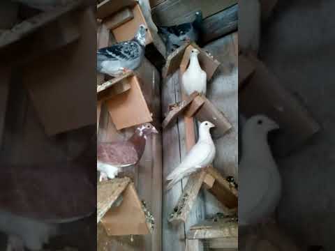 Видео: Спортивні голуби 2018р