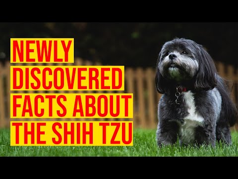 Видео: 10 недавно обнаруженных фактов о породе собак ши-тцу