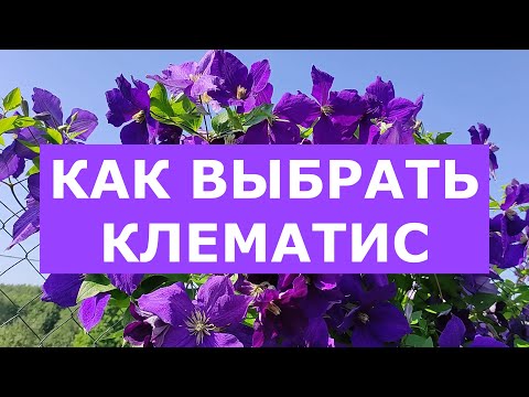 Видео: Клематисы для начинающих