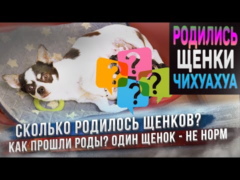 Видео: Чихуахуа щенки родились! Есть щенок неожиданного окраса. Есть щенок с дефектом.