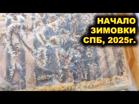 Видео: Начало зимовки пчёл. Санкт-Петербург, 2025г.