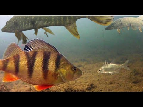 Видео: С жерлицами в новый ледовый сезон 24   25 гг