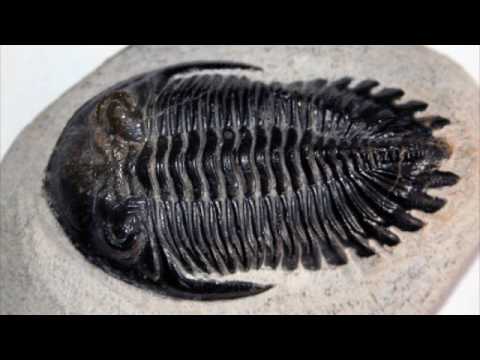 Видео: Трилобиты. Свидетели эволюции (рассказывают палеонтологи Елена Наймарк и Андрей Иванцов)