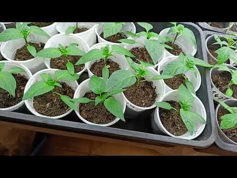 Видео: Полив, перелив и первая подкормка рассады томатов