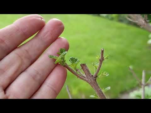 Видео: #лантана #зимовка #экзотическиерастения