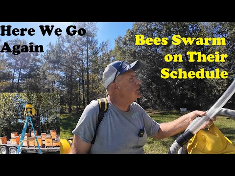 Видео: Приключения пчеловодов Луизианы | Роение и отлов