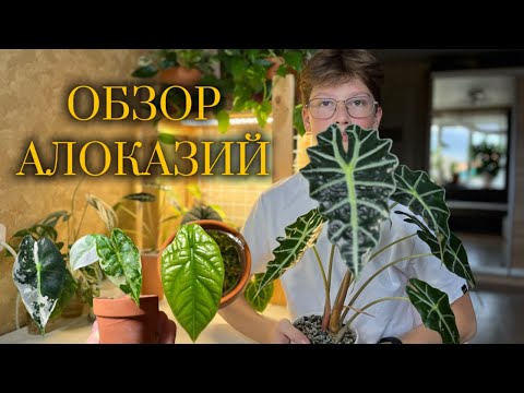 Видео: ОБЗОР АЛОКЗАИЙ , ВАРИЕГАТНЫЕ СОРТА 