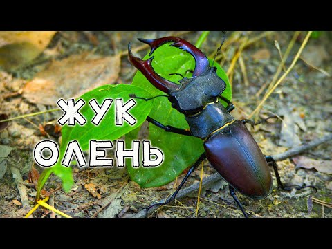 Видео: Жук Олень. Защитник леса и его враги.