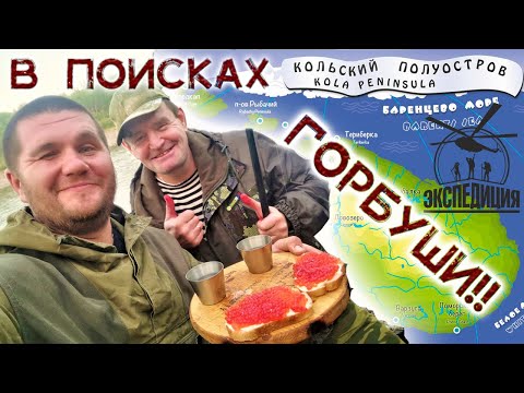 Видео: ГОРБУША УМБА и не только ЭКСПЕДИЦИЯ ПО КОЛЬСКОМУ !!