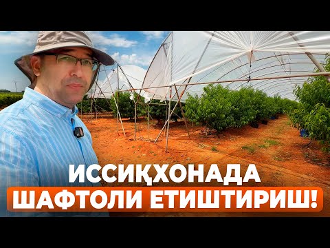 Видео: БУ ЯНГИ НАВЛАРДАН ЭККАН БЎЛАРМИДИНГИЗ? "ПСБ" x "НОРЧОНТОЛ" | ШУҲРАТ АБРОРОВ #shaftoli #uzb