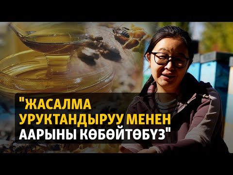 Видео: "Жасалма уруктандыруу менен аарыны көбөйтөбүз"