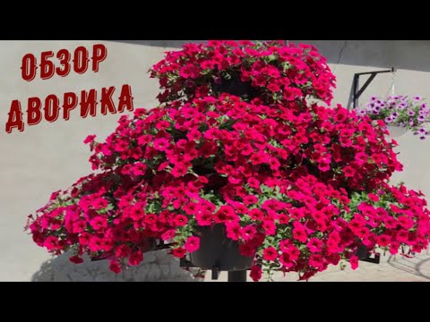 Видео: ОБЗОР ЦВЕТУЩЕГО ДВОРИКА НА 8 ИЮЛЯ 2022 ГОДА