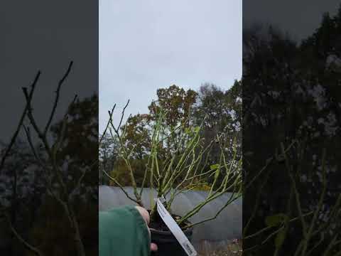 Видео: 🌹 НОВА колекція троянд 2025 англійські плетисті флорибунда чайно-гібридні поліантові спрей мускусні