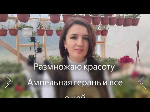 Видео: Размножаю красоту! Ампельная герань и все о ней.