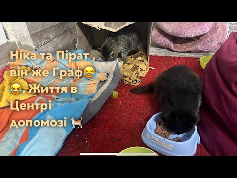 Видео: Ніка та Пірат в Центрі допомоги котикам @podaryj_roduny_hvostuky