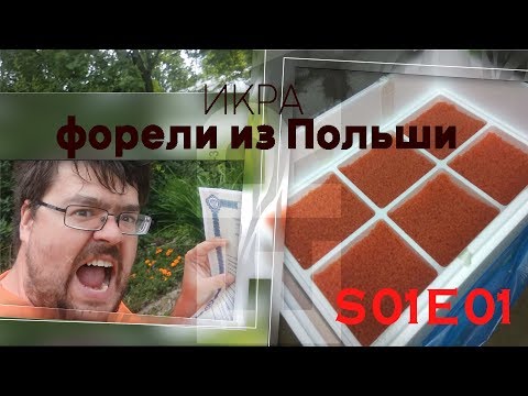 Видео: Икра форели из Польши. Инкубация икры. Лабораторные исследования.