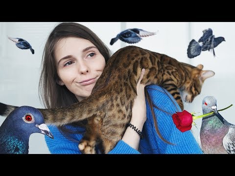 Видео: КОТ CHEETOS / КАК МЫ ПРИУЧИЛИ ЕГО ГУЛЯТЬ И ХОДИТЬ В ЛОТОК / КОТЫ УМЕЮТ ЛЮБИТЬ?