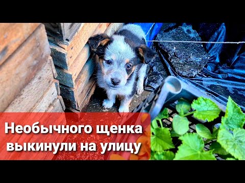 Видео: Маленький щенок остался один среди незнакомых людей и неизвестно чем это могло закончиться.