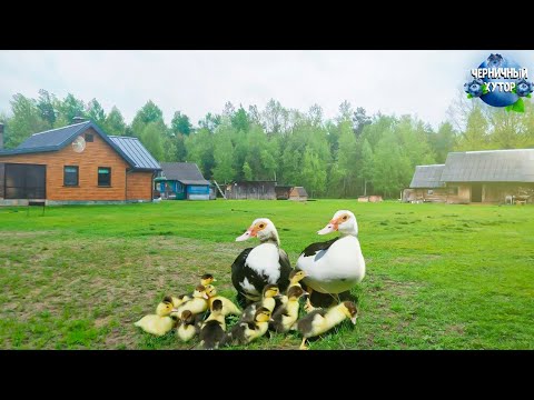 Видео: Фильм о простой жизни на хуторе в лесу. Подсаживаем под индоутку больших утят. Примет ли она их?