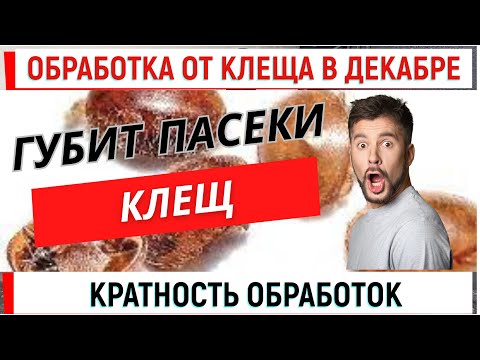 Видео: Обработка клеща в декабре. Гибнут пасеки от клеща. Кратность обработок.