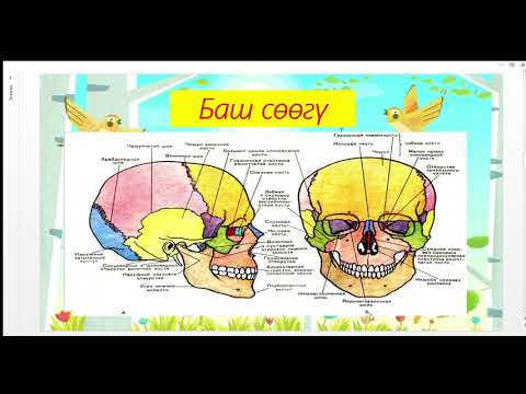 Видео: ТАЯНГЫЧ ЖАНА КЫЙМЫЛДАТКЫЧ СИСТЕМАСЫ /  МУРЗАКУЛОВА КАЙРЫКАН