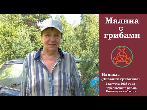 Видео: Грибы с малиной. "Дневник грибника" 1 августа 2023 года.